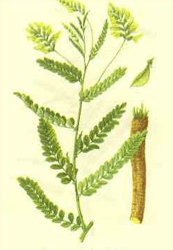 《本草纲目》草部：黄芪