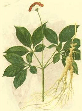 《本草纲目》草部：人参