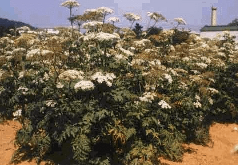 《本草纲目》草部：芎穷