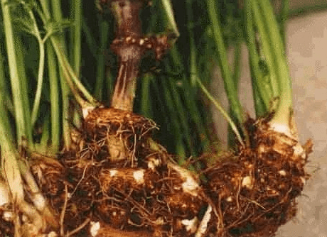 芎穷根