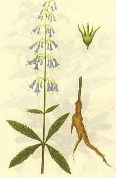 《本草纲目》草部：沙参