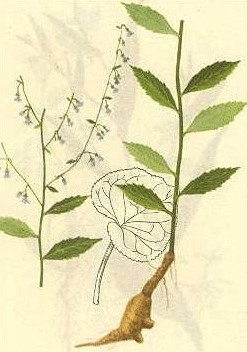 《本草纲目》草部：荠苠