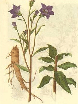 《本草纲目》草部：桔梗