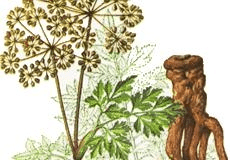 《本草纲目》草部：当归