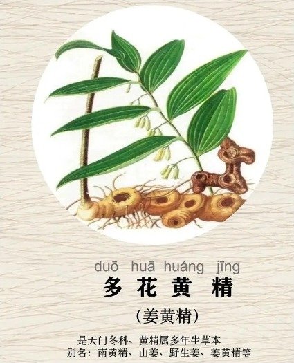 《本草纲目》草部：黄精