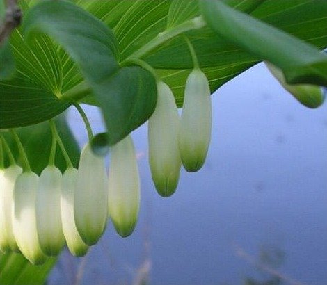《本草纲目》草部：萎蕤