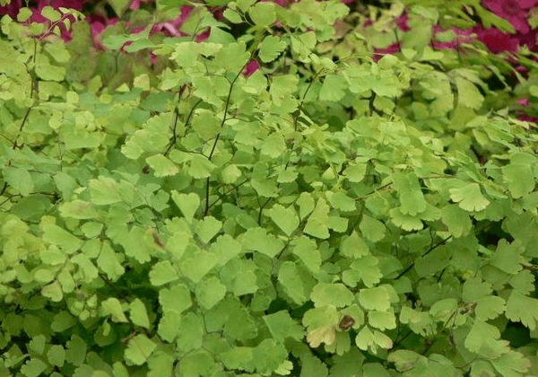 《本草纲目》草部：铁线草