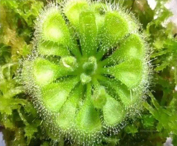 《本草纲目》草部：锦地罗