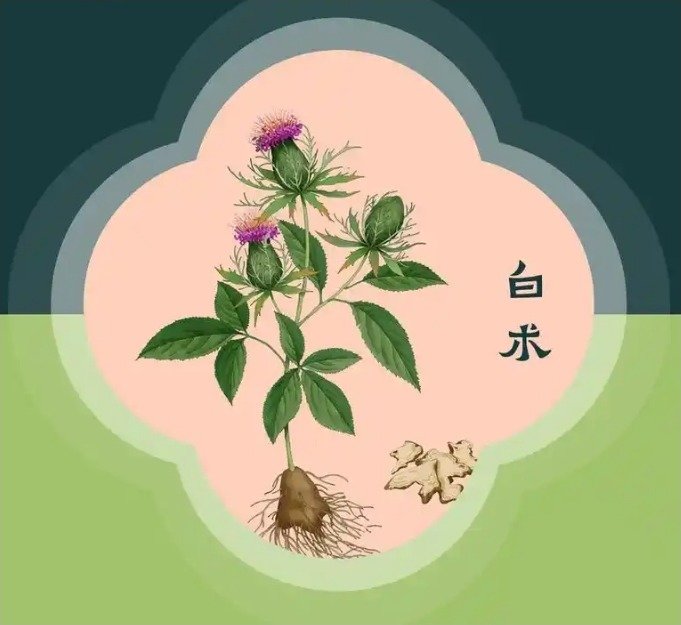 《本草纲目》草部：白术