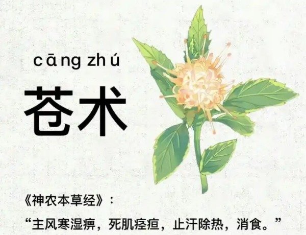 苍术有哪些副作用