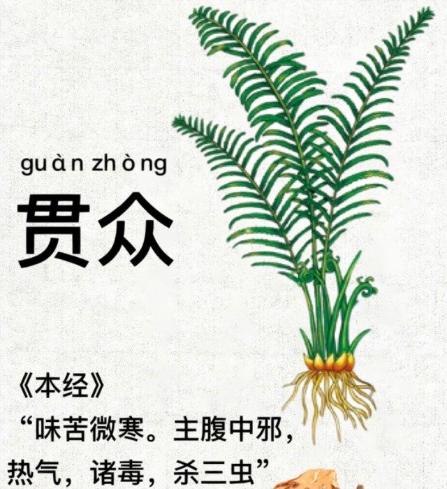 贯众和贯众炭在中医中的应...