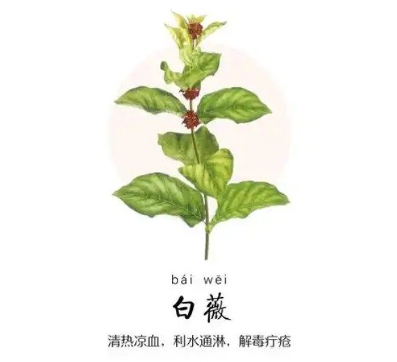 白薇和黄柏有什么区别