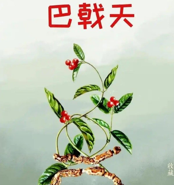 巴戟天怎么服用效果最好