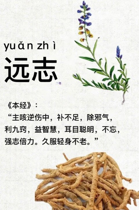 远志和人参能一起服用吗