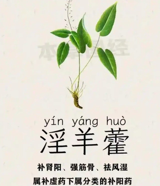 中药淫羊藿有哪些副作用