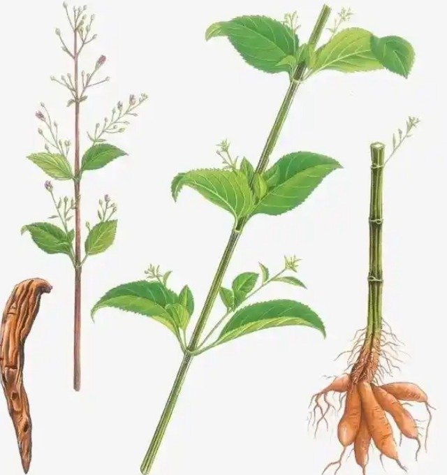 《本草纲目》草部：玄参
