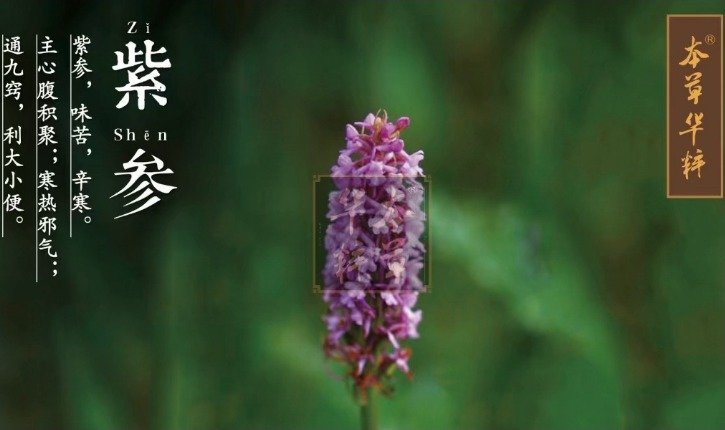 《本草纲目》草部：紫参