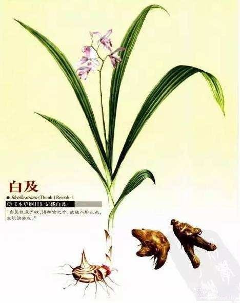 《本草纲目》草部：白及