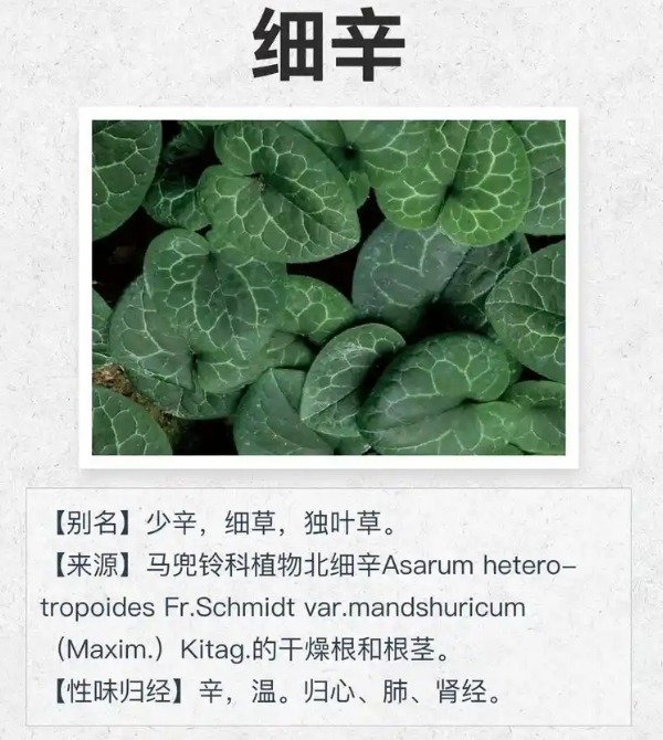 《本草纲目》草部：细辛