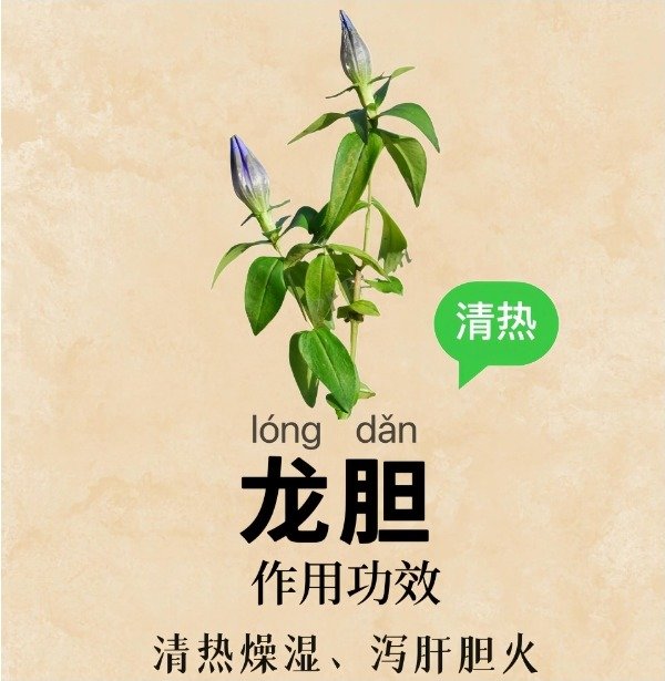 龙胆和其他的中药材搭配效...
