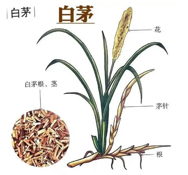 《本草纲目》草部：白茅