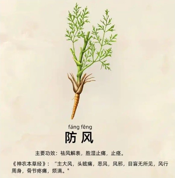 防风有哪些副作用