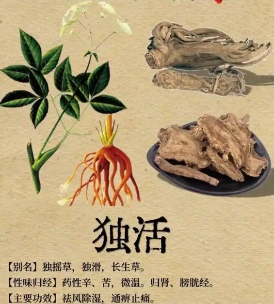 《本草纲目》草部：独活