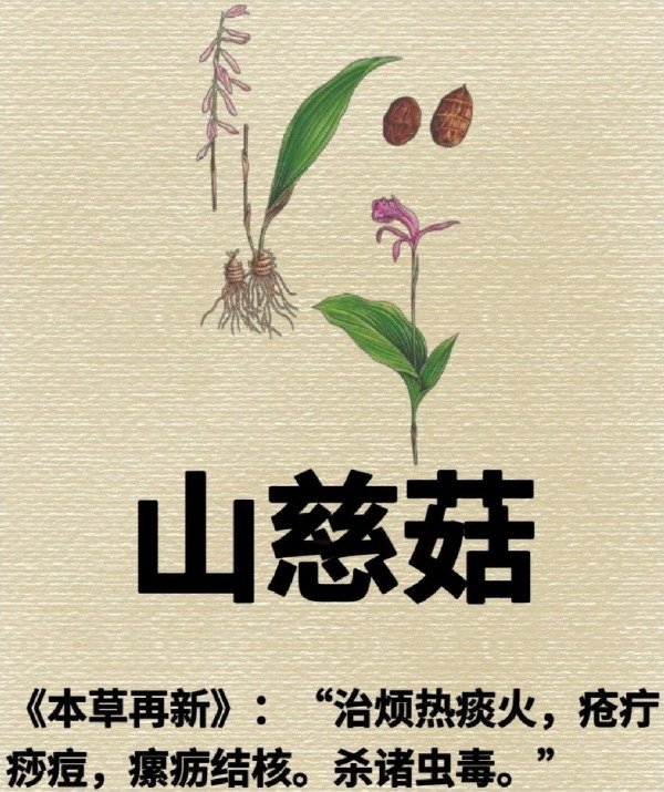 《本草纲目》草部：山慈姑