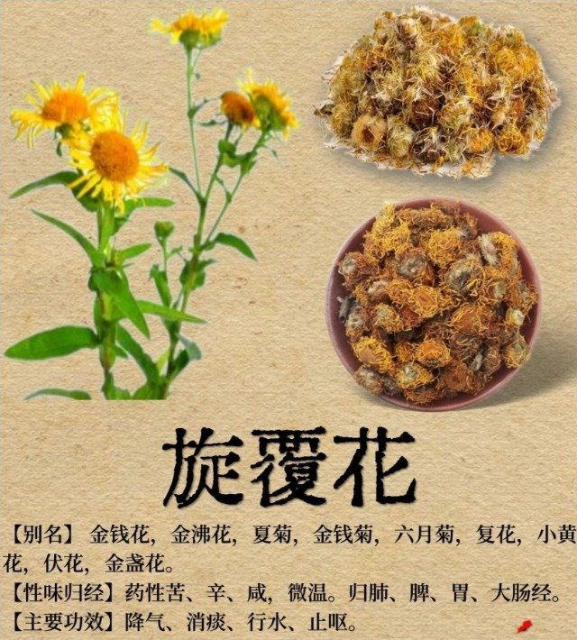 旋复花有哪些药用部位