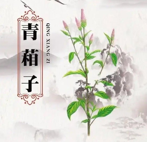青葙子怎么服用比较好