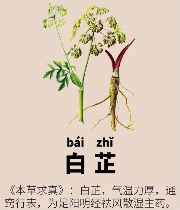请问白芷和防风配伍,可以...