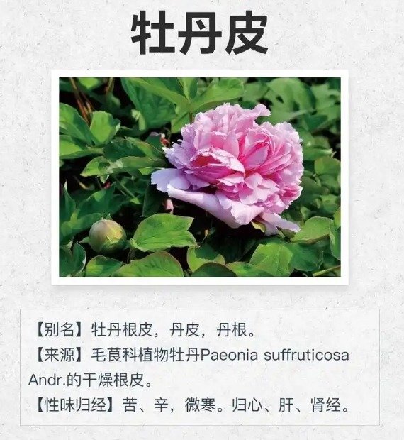 牡丹皮的功效与作用
