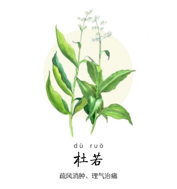 《本草纲目》草部：杜若