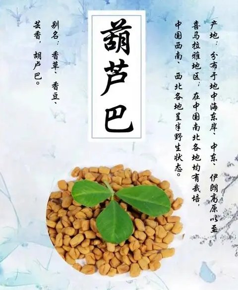 中药葫芦巴的副作用