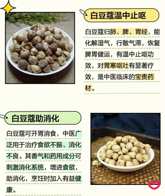 中药白豆蔻可以治呕吐吗