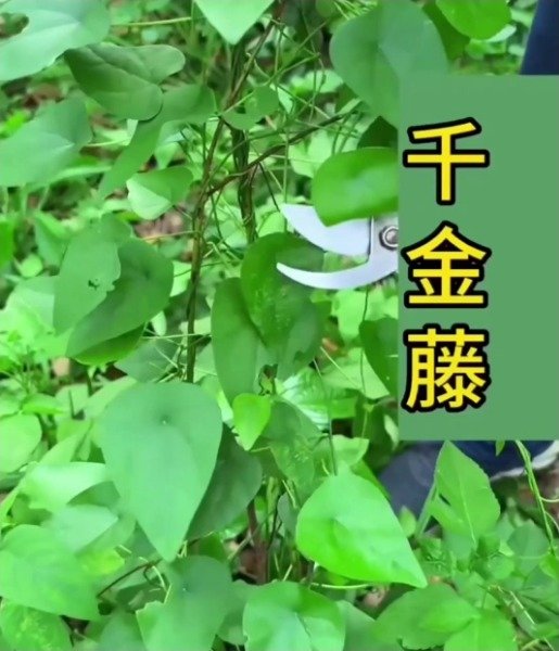 《本草纲目》草部：小青