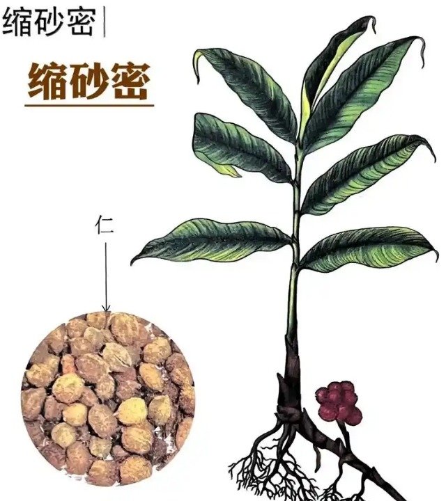 《本草纲目》草部：缩砂密