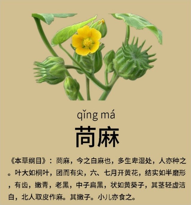 中药苘麻的花可以做什么美...