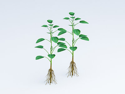 《本草纲目》草部：苎麻