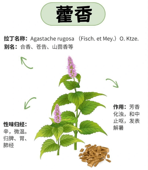 藿香泡水喝,一天喝多少为...