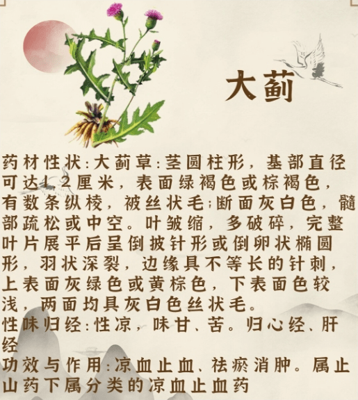 中药大蓟和小蓟可以一起吃...