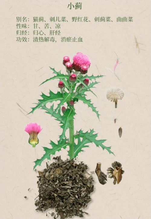 中药大蓟和小蓟,哪个药效...