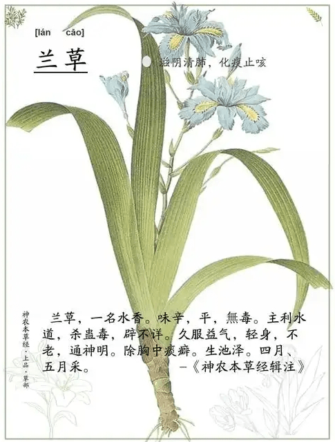 《本草纲目》草部：兰草