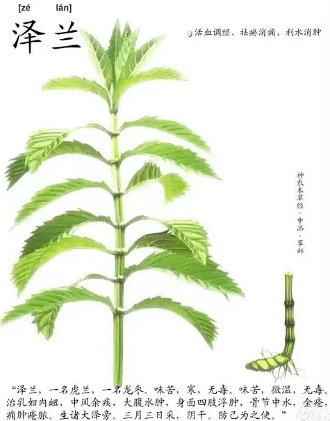 《本草纲目》草部：泽兰
