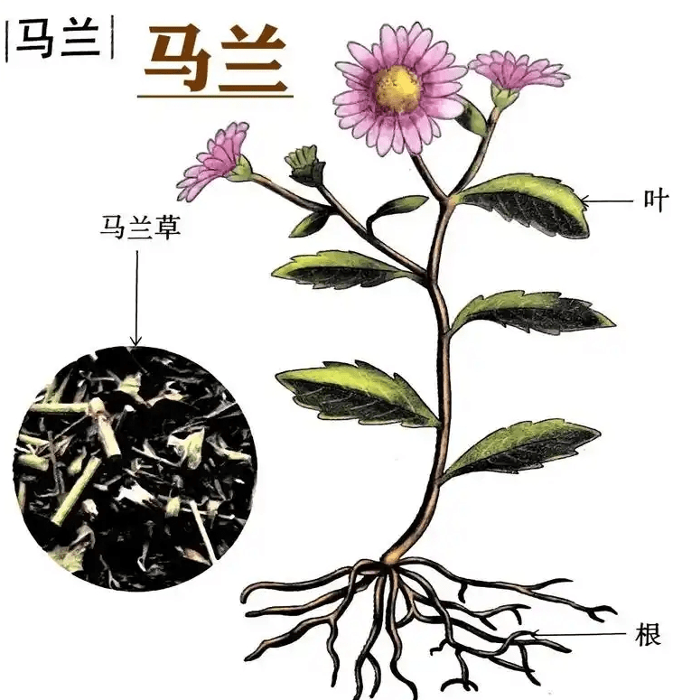 《本草纲目》草部：马兰