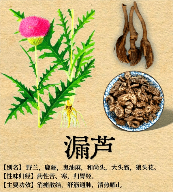 《本草纲目》草部：漏卢（漏芦）