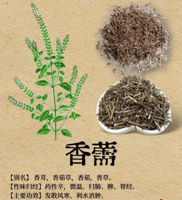 《本草纲目》草部：香薷
