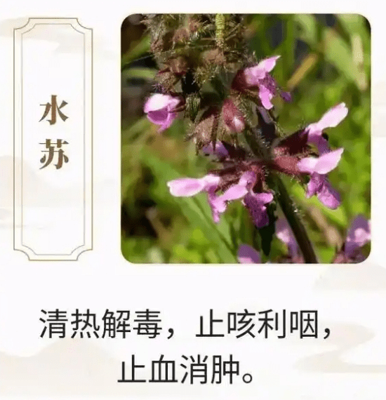 《本草纲目》草部：水苏