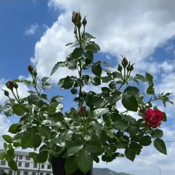《本草纲目》草部：燕脂