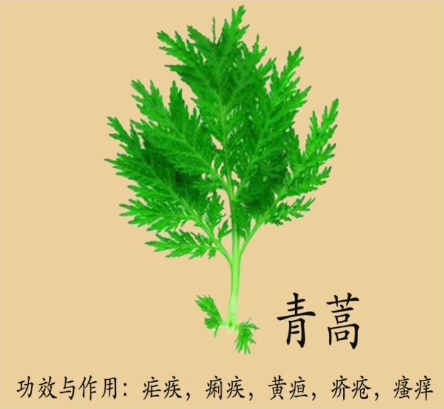 《本草纲目》草部：青蒿
